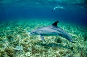 Dolphin Bay: A Magical Encounter in Bocas del Toro